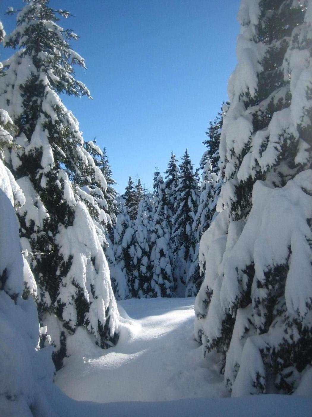 Suite Chalet Ponte Di Legno Chambre photo